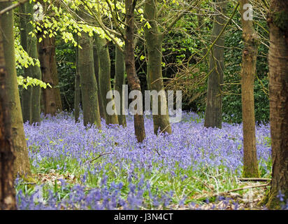 blauen und violetten native English Glockenblumen Teppich Stelzwurzeln im Buche Wald in Surrey, England UK Stockfoto