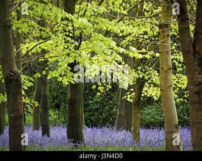 blauen und violetten native English Glockenblumen Teppich Stelzwurzeln im Buche Wald in Surrey, England UK Stockfoto