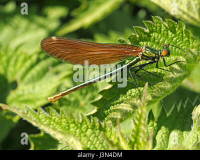 funkelnde weibliche schöne Prachtlibelle sitzen auf den sonnenbeschienenen Blättern der gemeinsamen Brennnessel in Surrey, England UK Stockfoto