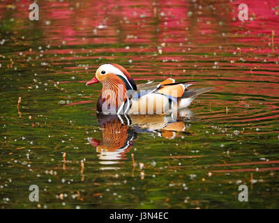 Mandarinente (Aix Galericulata) schwimmen in Reflexionen von blühenden Azaleen in Isabella Plantation, Richmond Park, London UK Stockfoto