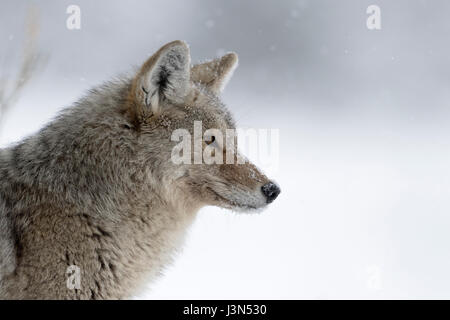 Kojote (Canis Latrans), konzentrierte sich im Winter, leichtem Schneefall, Schnee, beobachten, spähen, Jagd, detaillierte Nahaufnahmen, Kopfschuss, Yellowstone NP, USA. Stockfoto