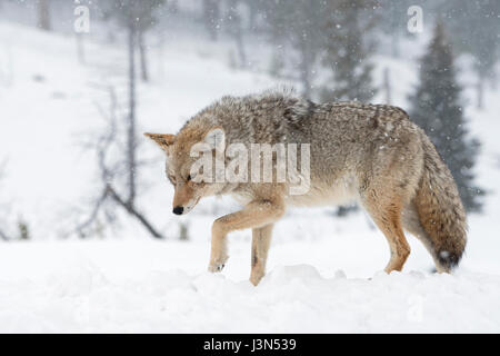 Kojote (Canis Latrans), Erwachsene, im Winter, Wandern, heben seine Pfote, tiefen Schnee, Schneefall, in typischer Umgebung, Yellowstone NP, Wyoming, USA. Stockfoto