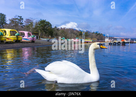 Yamanaka-See mit Fuji zu montieren, Hintergrund und Schwan Stockfoto