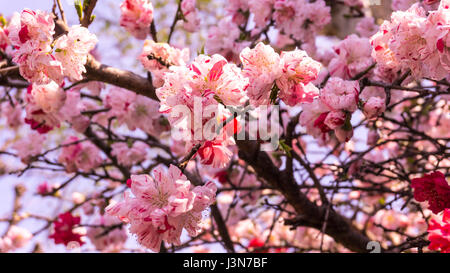 Sakura-Hintergrund im Frühling bei Tokio Japan Stockfoto
