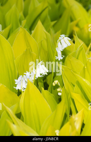 Goldene Feder Laub und weiße Blüten der Oramental Form von Maiglöckchen, Convallariaarten Majalis 'Golden Jubilee' Stockfoto