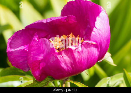 Single rosa Blume Der krautige Staude, Pfingstrose Paeonia mascula ssp arietina Stockfoto