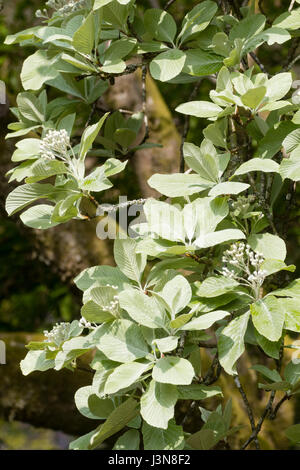 Silberner Frühling Laub und weißen Blütentrauben des Baumes winterharte Laub-Mehlbeere Sorbus Aria 'Lutescens' Stockfoto