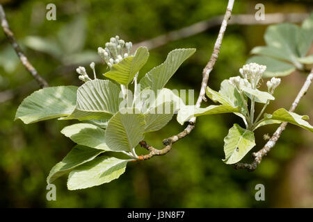 Silberner Frühling Laub und weißen Blütentrauben des Baumes winterharte Laub-Mehlbeere Sorbus Aria 'Lutescens' Stockfoto