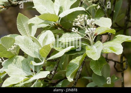 Silberner Frühling Laub und weißen Blütentrauben des Baumes winterharte Laub-Mehlbeere Sorbus Aria 'Lutescens' Stockfoto