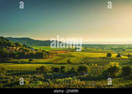 Bolgheri und Castagneto Weinberg Blick auf den Sonnenuntergang. Maremma Toskana, Italien, Europa. Stockfoto