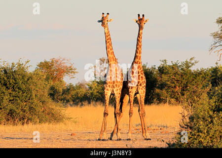 Giraffe, Giraffe Giraffa, Savuti, Chobe Nationalpark, Botswana Stockfoto