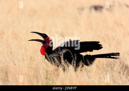 Hornrabe, Bucorvus Leadbeateri, Savuti, Chobe National Park, Afrika Stockfoto