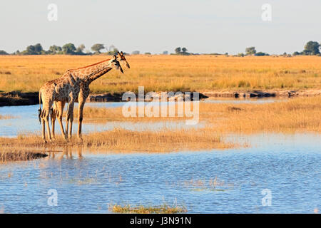 Giraffe, Giraffe Giraffa, Kasane, Chobe River, Chobe River National Park, Afrika Stockfoto