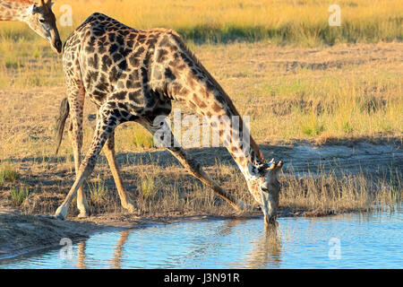 Giraffe, Giraffe Giraffa, Kasane, Chobe River, Chobe River National Park, Afrika Stockfoto