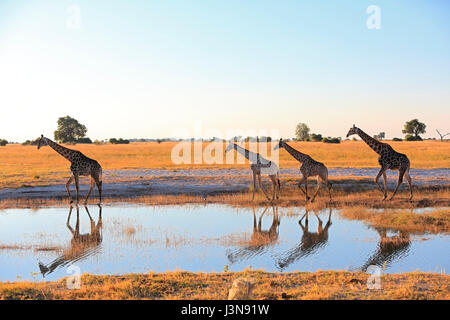 Giraffe, Giraffe Giraffa, Kasane, Chobe River, Chobe River National Park, Afrika Stockfoto