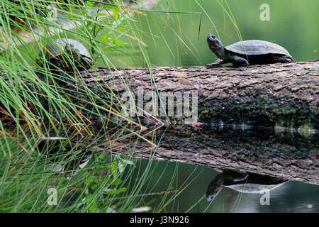 Europaeische Sumpfschildkroete, Emys Orbicularis, Moorsee, Pfrunger-Burgweiler Ried, Baden-Württemberg, Deutschland, Europa Stockfoto