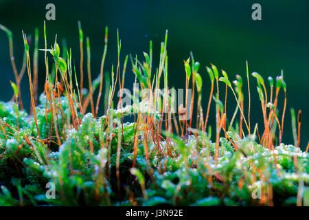 Goldenes Frauenhaarmoos, Polytrichum commune, Pfrunger-Burgweiler Ried, Baden-Württemberg, Deutschland Stockfoto