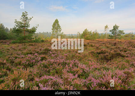 Heidelandschaft, Hochmoor, Wurzacher Ried, Bad Wurzach, Baden-Württemberg, Deutschland Stockfoto