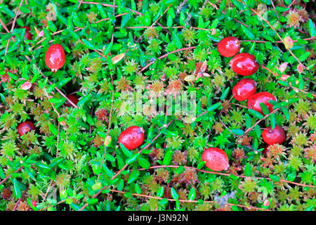 Moosbeere, Vaccinium Oxycoccus, Hochmoor, Wurzacher Ried, Bad Wurzach, Baden-Württemberg, Deutschland, Europa Stockfoto