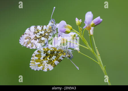 Aurorafalter Auf Wiesenschaumkraut, Oldenburger Muensterland, Niedersachsen, Deutschland, Anthocharis Cardamines, Cardamine Pratensis Stockfoto