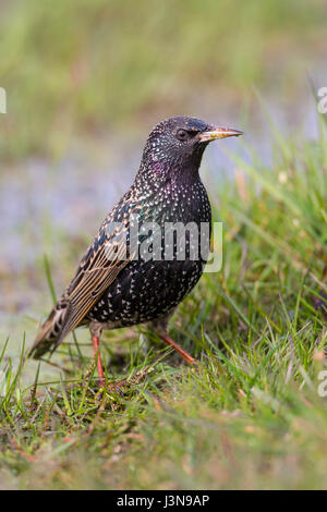 Stern, Niedersachsen, Deutschland, Sturnus Vulgaris, Stockfoto