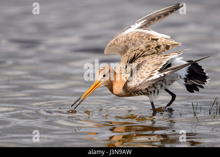 Uferschnepfe, Osterfeiner Wiesen, Niedersachsen, Deutschland, Limosa Limosa, Stockfoto