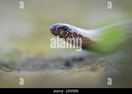 Geschiedenen Fragilis Blindschleiche, Niedersachsen, Deutschland, Stockfoto