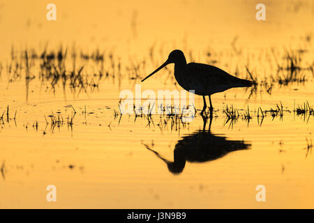 Uferschnepfe, Osterfeiner Wiesen, Niedersachsen, Deutschland, Limosa Limosa, Stockfoto