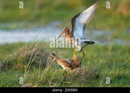 Osterfeiner Wiesen und Uferschnepfen, Niedersachsen, Deutschland, Limosa Limosa, Stockfoto