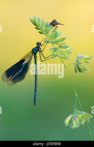 Gebaenderte Prachtlibelle, Niedersachsen, Deutschland, Calopteryx Splendens, Stockfoto