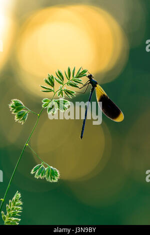 Gebaenderte Prachtlibelle, Niedersachsen, Deutschland, Calopteryx Splendens, Stockfoto