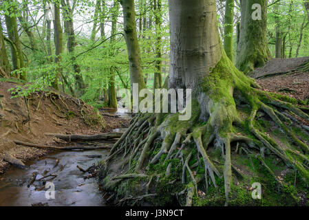 Bach, Bexadde-Tal, Dammer Berge, Erlen-Quellwald, Erlenbruch, Erlenbruchwald, Erosionstal, Quelle, kränker Quellbereichen, Niedersachsen, Deutschland Stockfoto