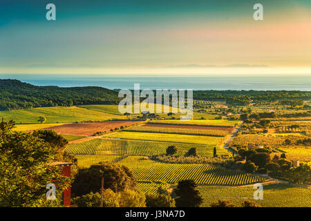 Bolgheri und Castagneto Weinberg Blick auf den Sonnenuntergang. Maremma Toskana, Italien, Europa. Stockfoto