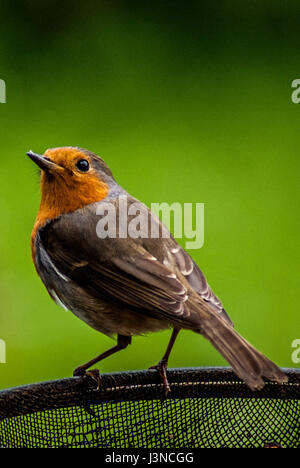 Leominster, Herefordshire. 6. Mai 2017. Ein Rotkehlchen (Erithacus Rubecula), bekannt als Robin oder Rotkehlchen auf den britischen Inseln ist ein häufiger Gast in Gärten. Bildnachweis: Jim Holz/Alamy Live-Nachrichten Stockfoto