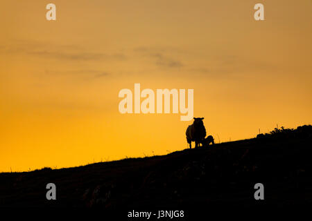 Sonnenaufgang über ländliche Flintshire dies morgen in der Nähe des Dorfes rhes-y-CAE wie ein Lamm wird Frühstück von seiner Mutter gegen die aufsteigende Sonne, haklyn, Silhouetted flinthsire, Wales, Großbritannien Stockfoto