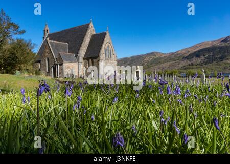 Ballachulish, Schottland. 7. Mai 2017. Glockenblumen auf dem Gelände des St. Johannes Kirche in Ballachulish Credit: Rich Dyson/Alamy Live News Stockfoto