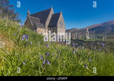 Ballachulish, Schottland. 7. Mai 2017. Glockenblumen auf dem Gelände des St. Johannes Kirche in Ballachulish Credit: Rich Dyson/Alamy Live News Stockfoto