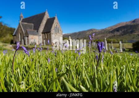 Ballachulish, Schottland. 7. Mai 2017. Glockenblumen auf dem Gelände des St. Johannes Kirche in Ballachulish Credit: Rich Dyson/Alamy Live News Stockfoto