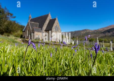 Ballachulish, Schottland. 7. Mai 2017. Glockenblumen auf dem Gelände des St. Johannes Kirche in Ballachulish Credit: Rich Dyson/Alamy Live News Stockfoto