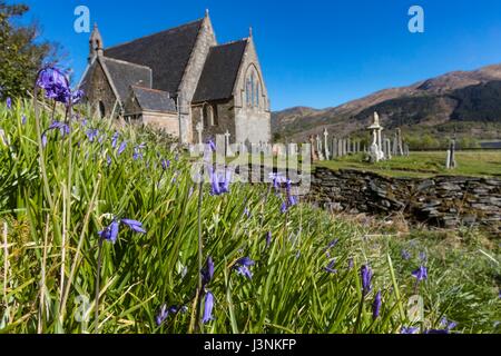 Ballachulish, Schottland. 7. Mai 2017. Glockenblumen auf dem Gelände des St. Johannes Kirche in Ballachulish Credit: Rich Dyson/Alamy Live News Stockfoto