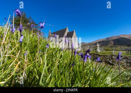 Ballachulish, Schottland. 7. Mai 2017. Glockenblumen auf dem Gelände des St. Johannes Kirche in Ballachulish Credit: Rich Dyson/Alamy Live News Stockfoto