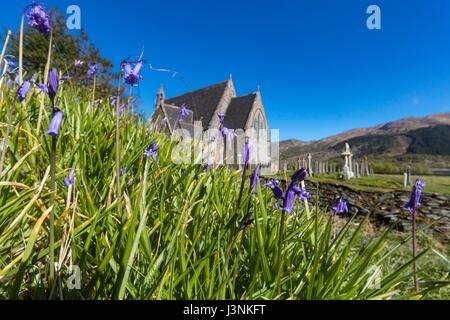 Ballachulish, Schottland. 7. Mai 2017. Glockenblumen auf dem Gelände des St. Johannes Kirche in Ballachulish Credit: Rich Dyson/Alamy Live News Stockfoto