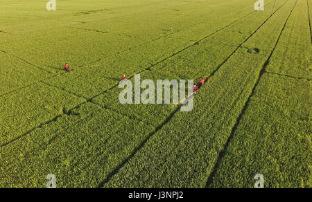 Shijiazhuang, China der Provinz Hebei. 7. Mai 2017. Dorfbewohner Sprühen von Pestiziden in Ackerland in Linxi County, Nordchinas Provinz Hebei, 7. Mai 2017. Bildnachweis: Yang Shiyao/Xinhua/Alamy Live-Nachrichten Stockfoto