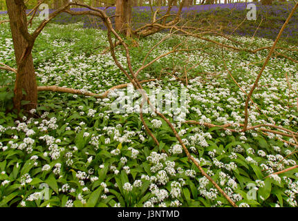 Bärlauch Allium Ursinum wächst unter den Glockenblumen in Norfolk Wald Stockfoto