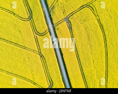 Schöne Top-Down-Drohne Luftaufnahme des gelben Raps Feld in Blüten mit einer Straße und geometrischen Traktorspuren Stockfoto