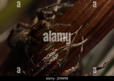 Wolf Spider Stockfoto