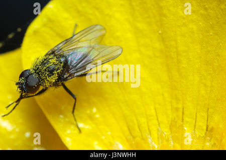 Facettenauge fliegen Stockfoto