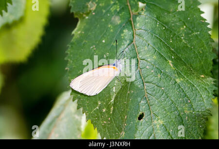 Östlichen punktierte Grenze Schmetterling (Mylothris Agathina) ruht auf einem Blatt in Tansania Stockfoto