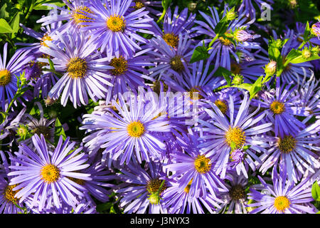 Nahaufnahme einer Masse von lila und violett aster Blüten mit Orange Centers in Nord London zurück Garten Stockfoto
