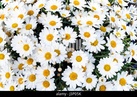 Eine Masse von weiße Margeriten (Leucanthemum vulgare) in voller Blüte Stockfoto